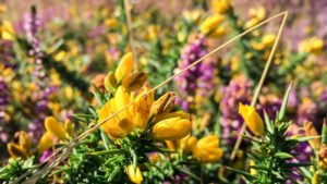 South West Coast Path - Etappe 1