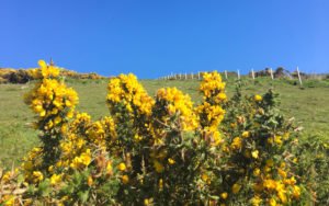 South West Coast Path - Etappe 34 - Polperro-Portwrinkle